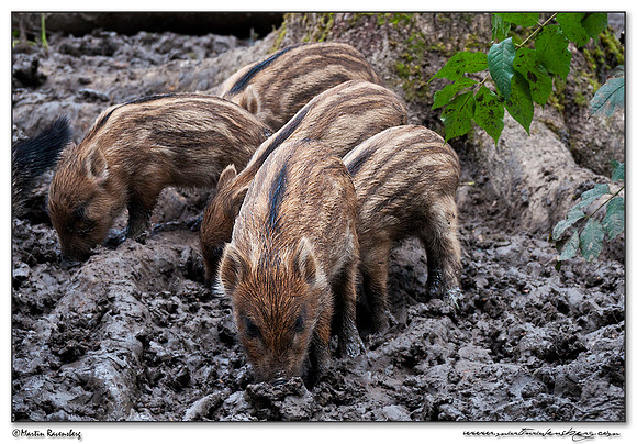Wild Boar (Wild Zwijn) at the Nature Park Lelystad