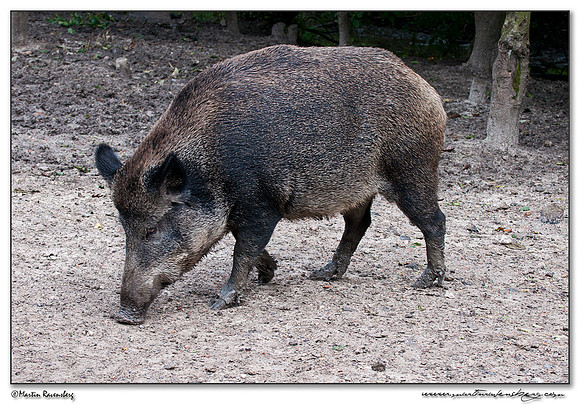 Wild Boar (Wild Zwijn) at the Nature Park Lelystad
