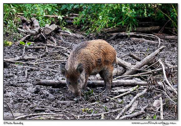 Wild Boar (Wild Zwijn) at the Nature Park Lelystad