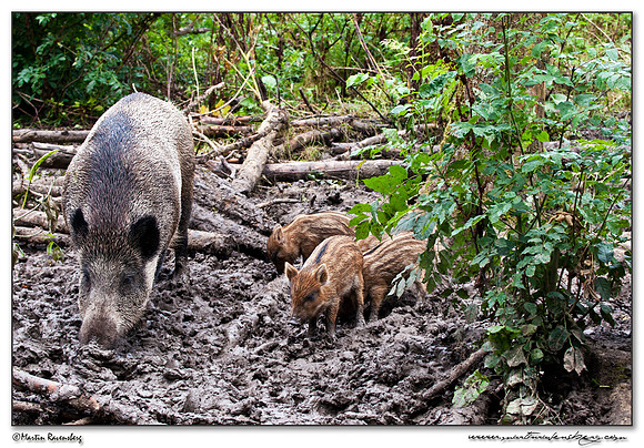 Wild Boar (Wild Zwijn) at the Nature Park Lelystad