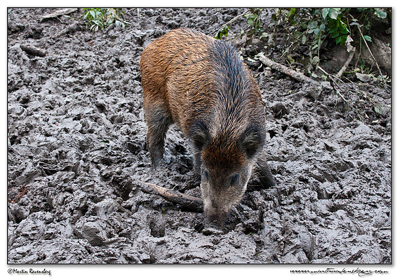 Wild Boar (Wild Zwijn) at the Nature Park Lelystad