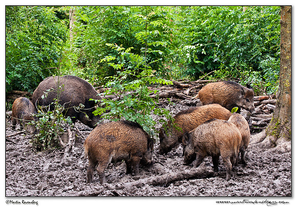 Wild Boar (Wild Zwijn) at the Nature Park Lelystad
