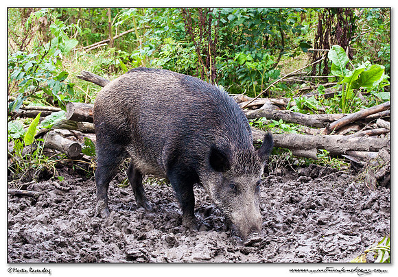 Wild Boar (Wild Zwijn) at the Nature Park Lelystad