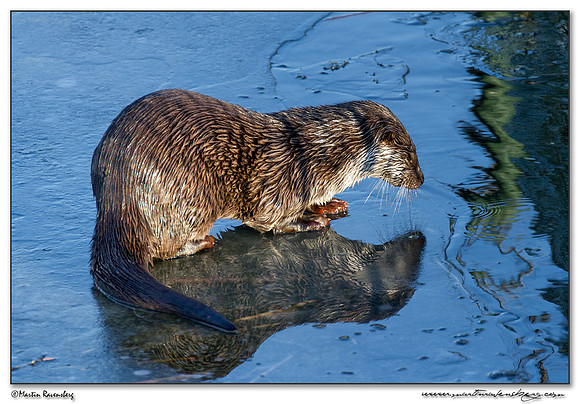 European Otter (Europese Otter) at the Nature Park Lelystad