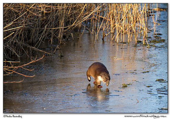 European Otter (Europese Otter) at the Nature Park Lelystad