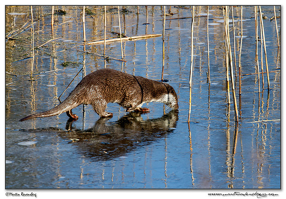 European Otter (Europese Otter) at the Nature Park Lelystad