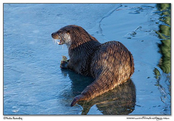 European Otter (Europese Otter) at the Nature Park Lelystad