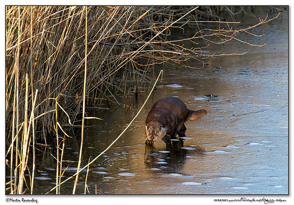 European Otter (Europese Otter) at the Nature Park Lelystad