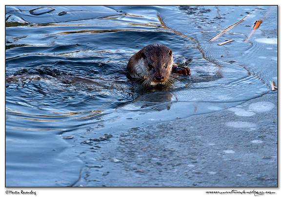 European Otter (Europese Otter) at the Nature Park Lelystad