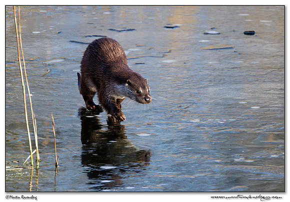 European Otter (Europese Otter) at the Nature Park Lelystad