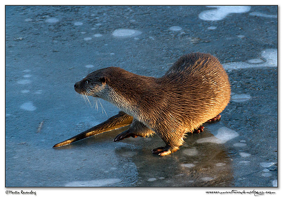 vEuropean Otter (Europese Otter) at the Nature Park Lelystad