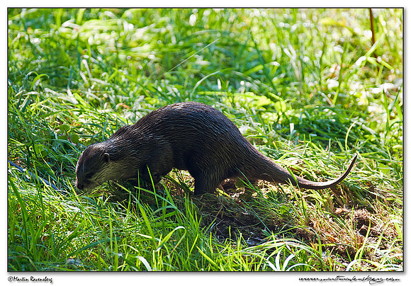Oriental Small-clawed Otter (Kleinklauwotter) at the Nature Park