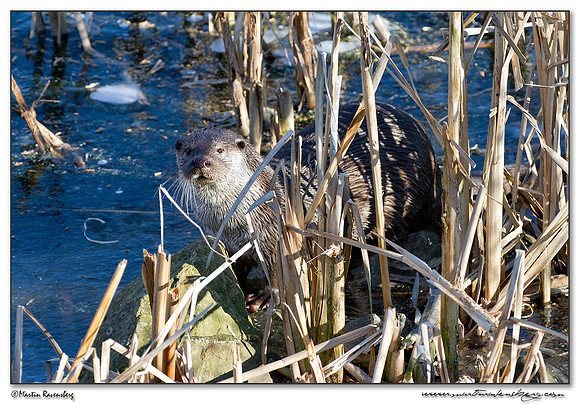 European Otter (Europese Otter) at the Nature Park Lelystad