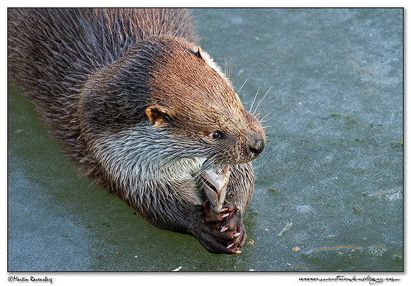 European Otter (Europese Otter) at the Nature Park Lelystad