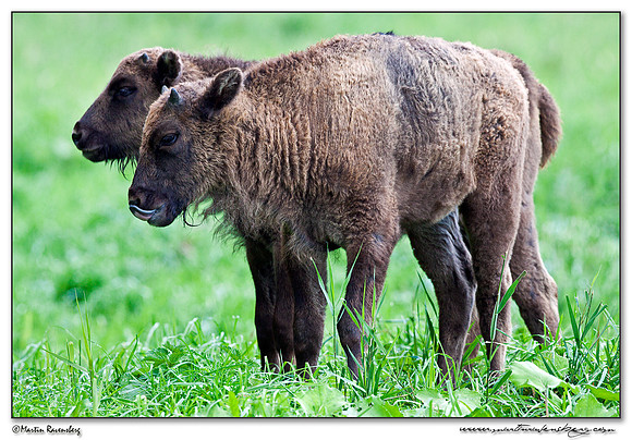 Wisent / European Bison (Wisent) at the Nature Park Lelystad