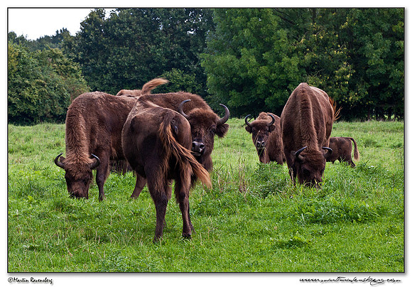Wisent / European Bison (Wisent) at the Nature Park Lelystad