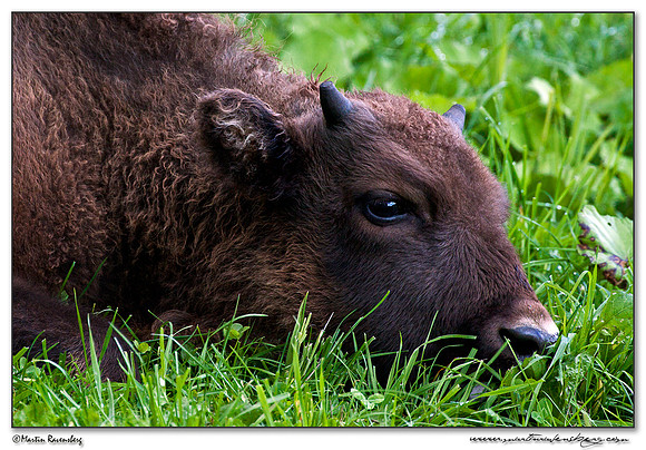 Wisent / European Bison (Wisent) at the Nature Park Lelystad