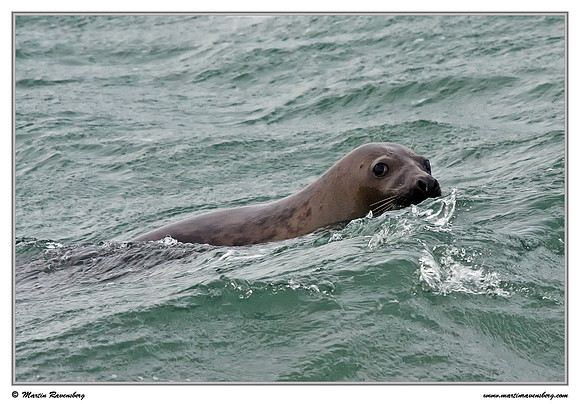 Harbor Seal (Gewone Zeehond) at the seaside on the Brouwensdam