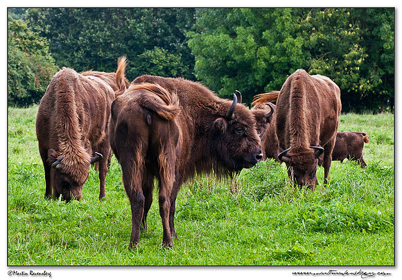 Wisent / European Bison (Wisent) at the Nature Park Lelystad
