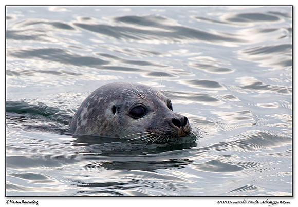 Harbor Seal (Gewone Zeehond) on the Brouwensdam at the Grevelingenmeer