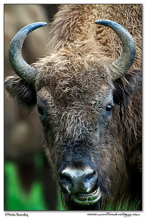 Wisent / European Bison (Wisent) at the Nature Park Lelystad