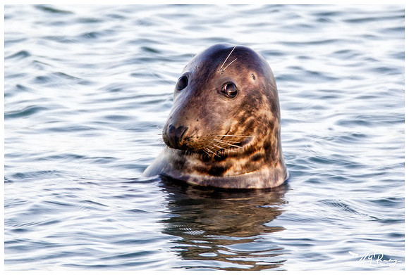 Grey Seal (Grijze Zeehond) at the seaside on the Brouwensdam