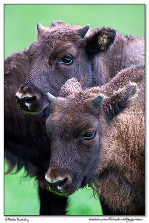 Wisent / European Bison (Wisent) at the Nature Park Lelystad