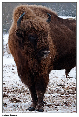 Wisent / European Bison (Wisent) at the Nature Park Lelystad