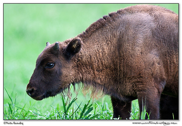 Wisent / European Bison (Wisent) at the Nature Park Lelystad