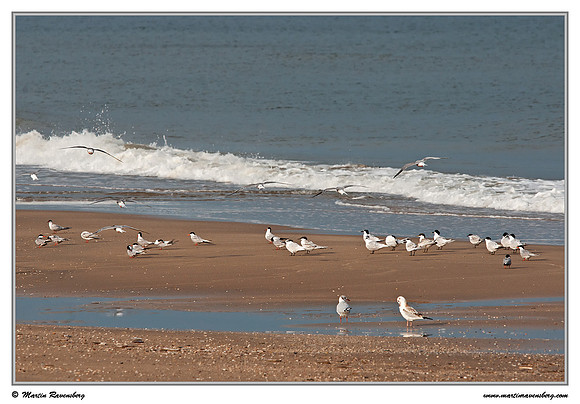 Common Tern (Visdiefje) & Sandwich Tern (Grote Stern) at the North Sea coast near the Amsterdamse Waterleiding Duinen Nature Reserve