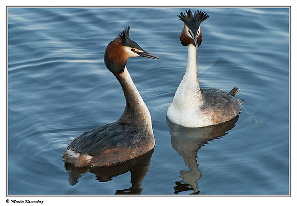 Courtship behaviour of Great Crested Grebes (Fuut) at the Starrevaart lake near Stompwijk