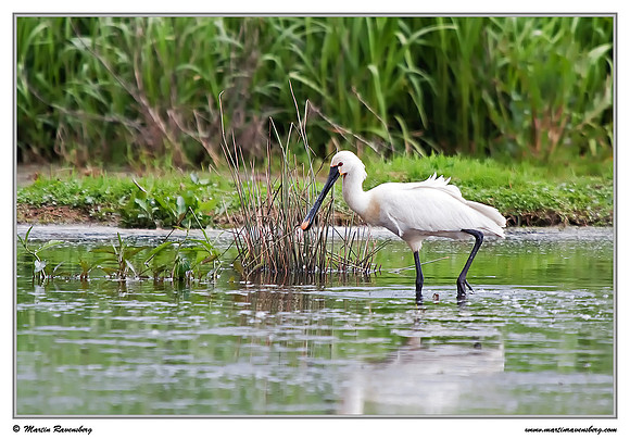 Eurasian Spoonbill or Common Spoonbill (Lepelaar) at the Groene Jonker nature area near Nieuwkoop