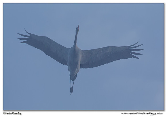 Common Crane (Kraanvogel) in the mist near Linum and surrounding areas