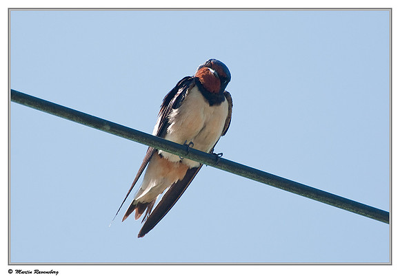 Barn Swallow (Boerenzwaluw) near Achterbroek