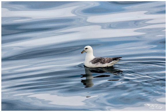 Northern Fulmar (Noordse Stormvogel)  near Moffen Island.