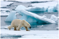 Spitsbergen - Polar Bear
