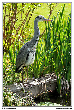 Grey Heron (Blauwe Reiger) at the Reeuwijkse Plassen
