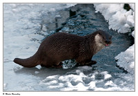 Otters
