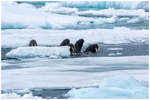 Walrus at Torellneset at the south west coast of the Nordaustlandet Island.