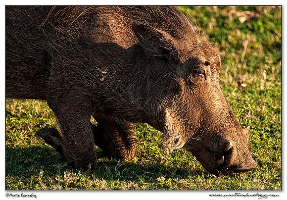 Warthog (Wrattenzwijn) at the Pilanesberg National Park