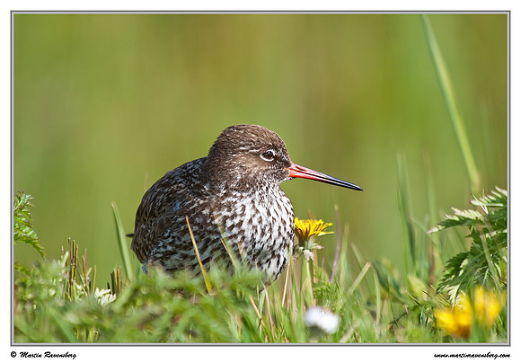 Common Redshank (Tureluur) at the island Terschelling in the Wadden Sea
