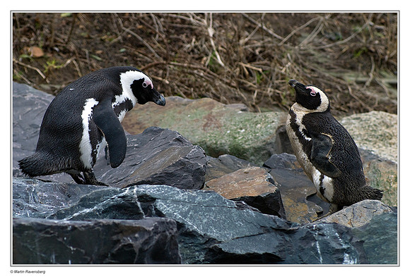 African Penguins near Simon's Town