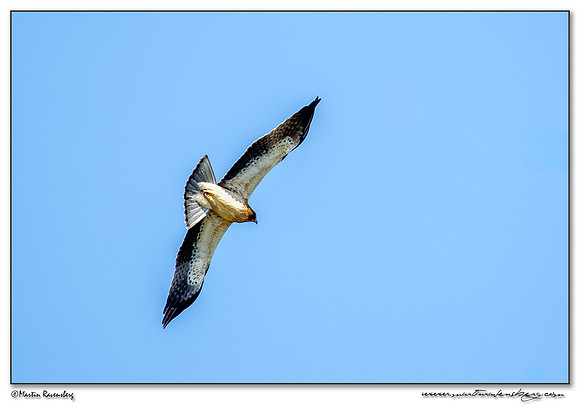 Booted Eagle (Dwergarend) near the Ria Formosa Nature Park, Algarve