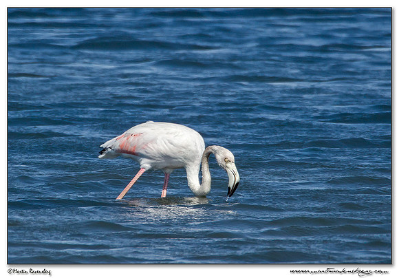 Greater Flamingo (Flamingo) at the Ria Formosa Nature Park, Algarve