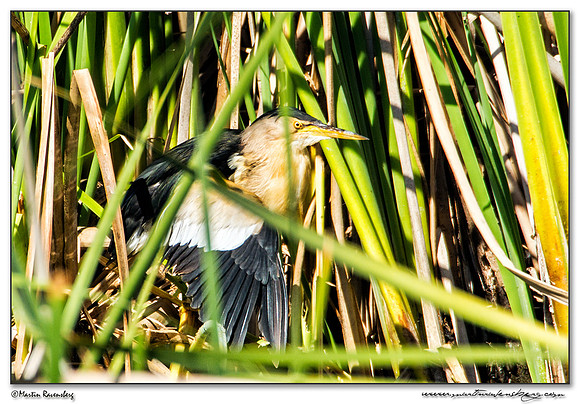Little Bittern (Woudaap) at the Ria Formosa Nature Park, Algarve