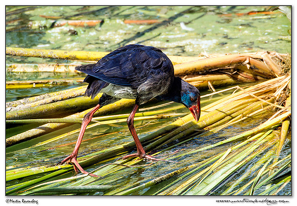 Western Swamphen (Purperkoet) at the Ria Formosa Nature Park, Algarve
