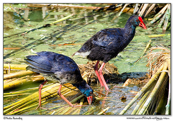 Western Swamphen (Purperkoet) at the Ria Formosa Nature Park, Algarve