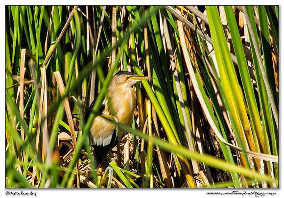 Little Bittern (Woudaap) at the Ria Formosa Nature Park, Algarve