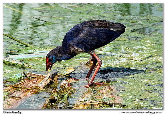 Western Swamphen (Purperkoet) at the Ria Formosa Nature Park, Algarve