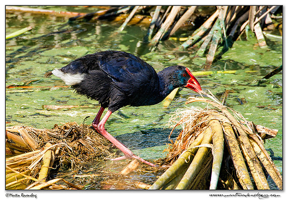 Western Swamphen (Purperkoet) at the Ria Formosa Nature Park, Algarve